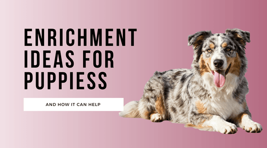 Enrichment Ideas for Puppies