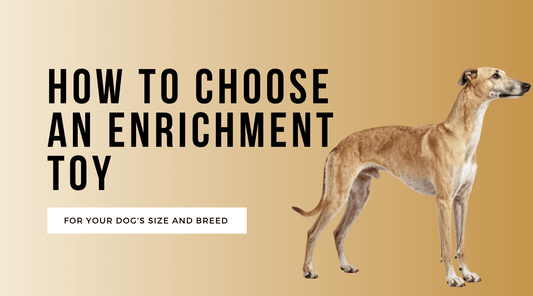 How to Choose an Enrichment Toy for Your Dog's Size and Breed