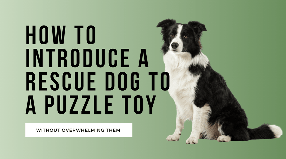 How to Introduce a Rescue Dog to a Puzzle Toy (Without Overwhelming Them)
