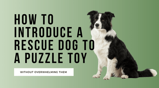 How to Introduce a Rescue Dog to a Puzzle Toy (Without Overwhelming Them)