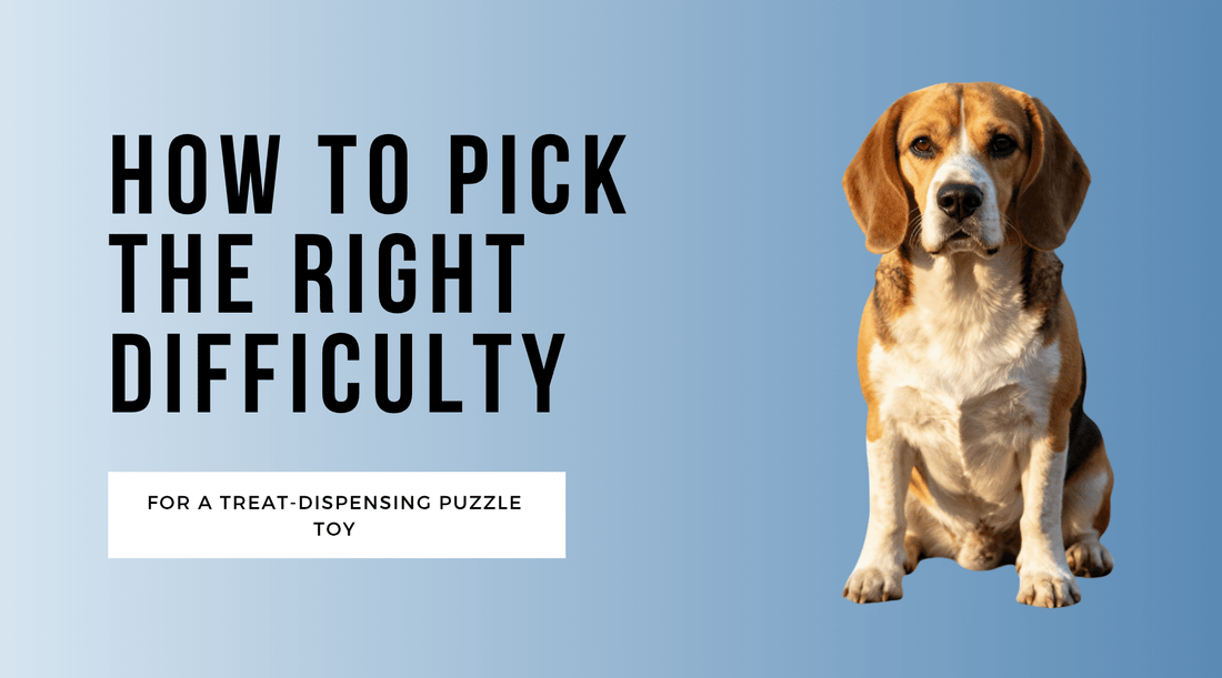 How to Pick the Right Difficulty Level for a Treat-Dispensing Puzzle Toy