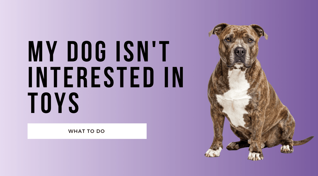 My Dog Isn't Interested in Toys — What to Do