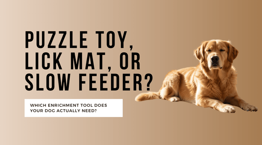 Puzzle Toy, Lick Mat, or Slow Feeder — Which Enrichment Tool Does Your Dog Actually Need?