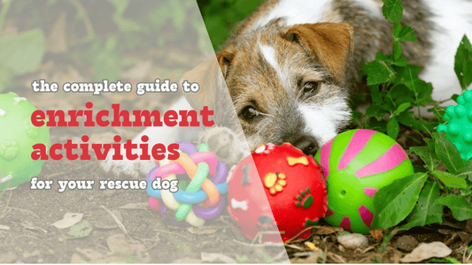 The Complete Guide to Enrichment Activities For Your Rescue Dog