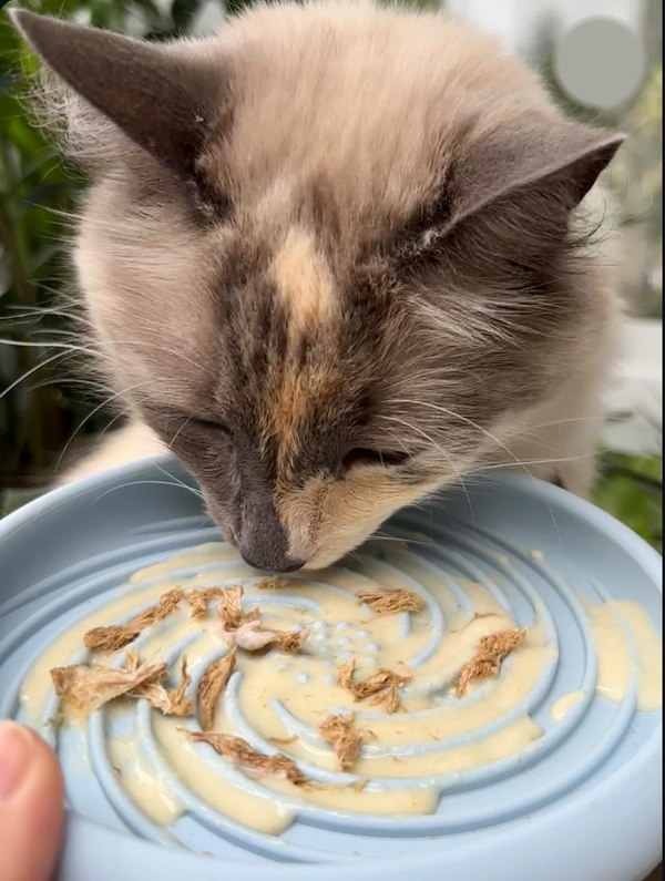 Cat licking a lick mat