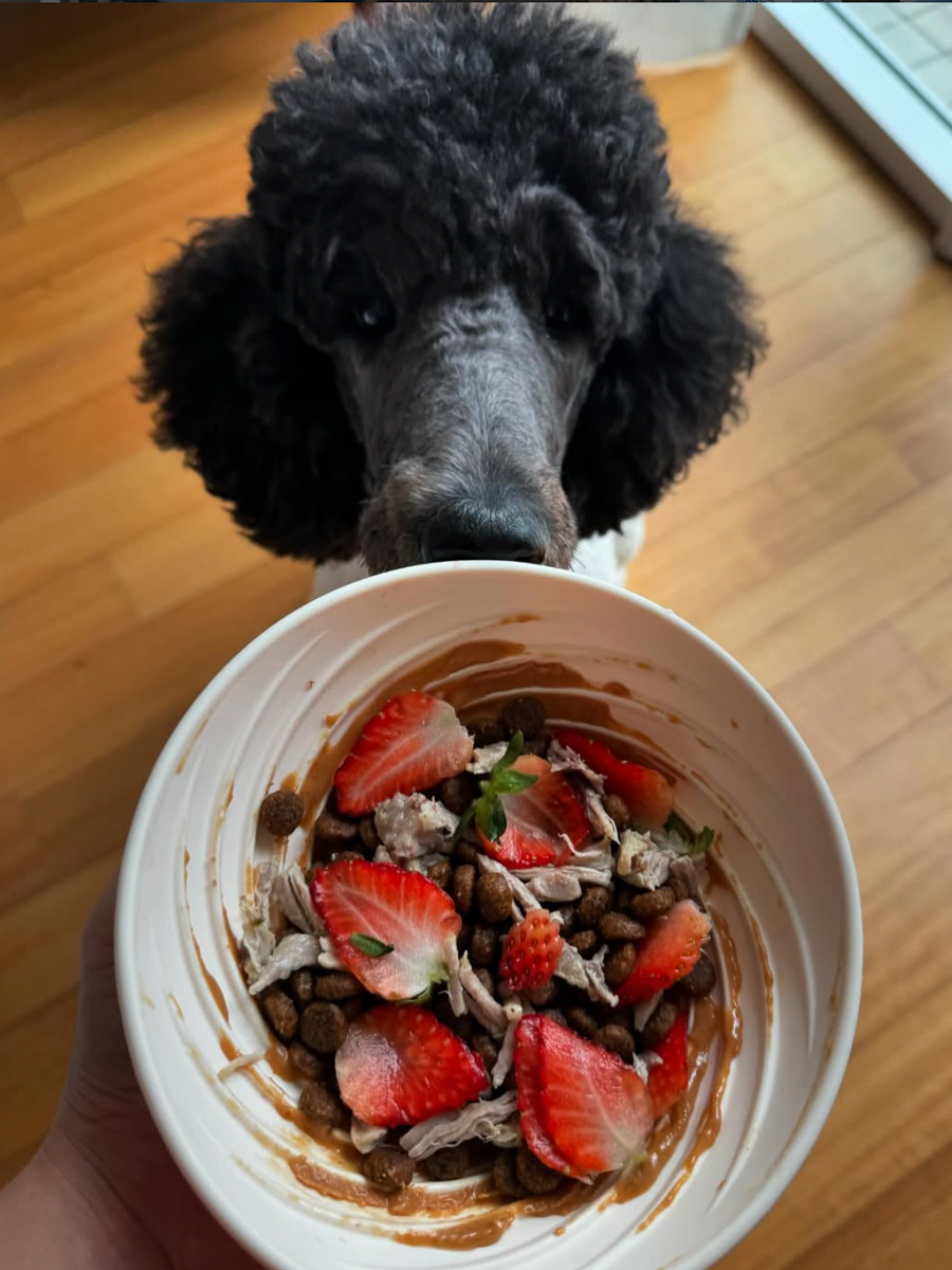 Dog waiting for a topped bowl