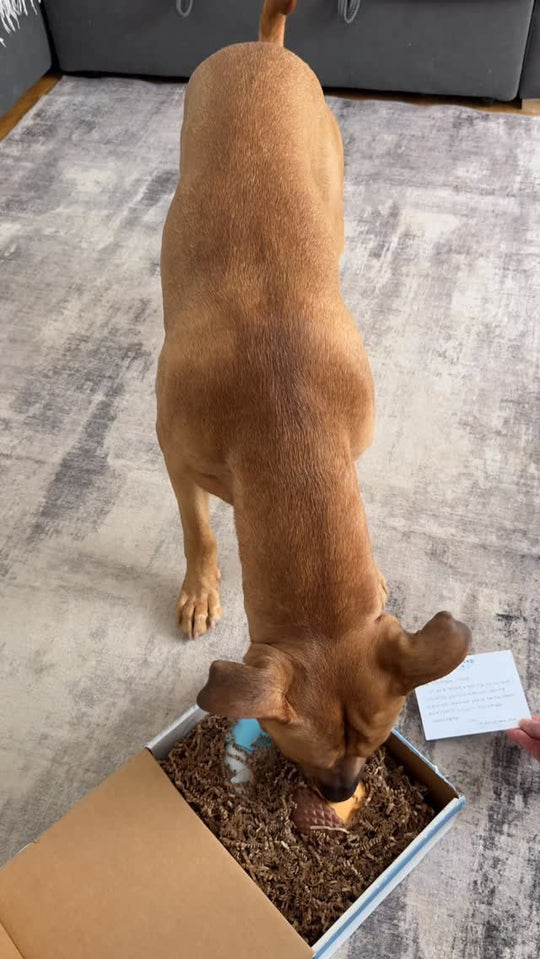 Dog digging into a Wanted Company box