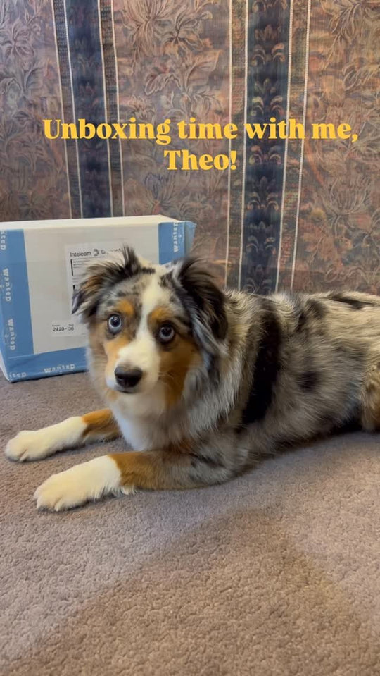 Australian shepherd Theo with a Wanted Company unboxing