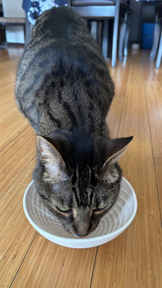 Tabby cat eating from a Furever Bowl