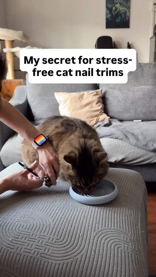 Cat licking a lick bowl during a nail trim