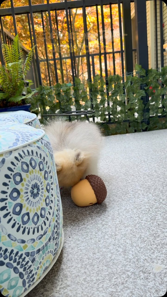 Pomeranian with the Nutty Pod puzzle toy