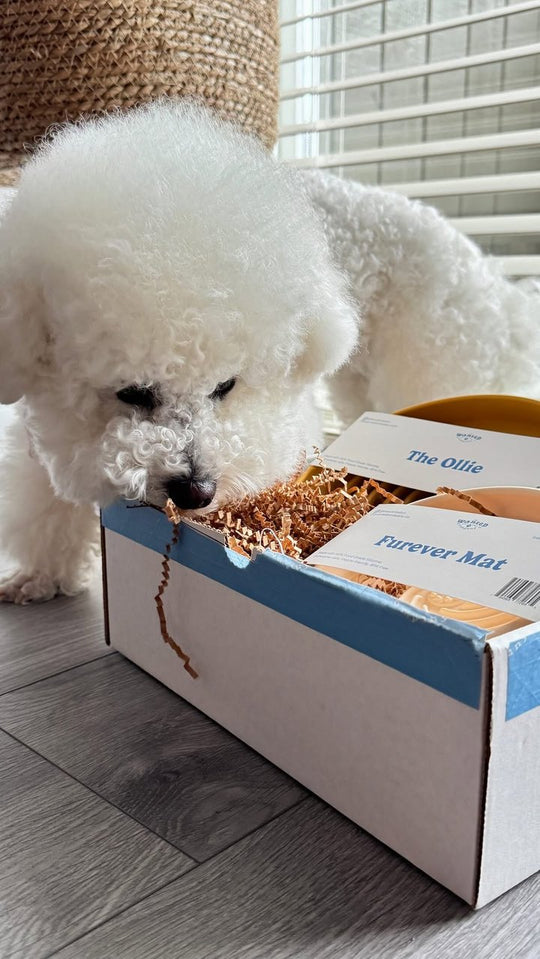 Bichon sniffing a Wanted Company unboxing