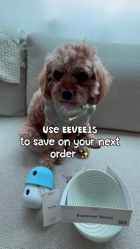 Dog with a Furever Bowl and an interactive toy