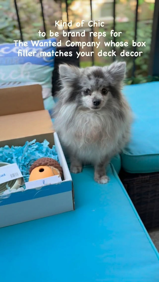Pomeranian brand rep with a Wanted Company ambassador box